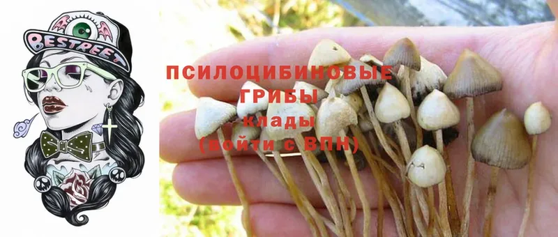 даркнет состав  Каспийск  Псилоцибиновые грибы Psilocybine cubensis 